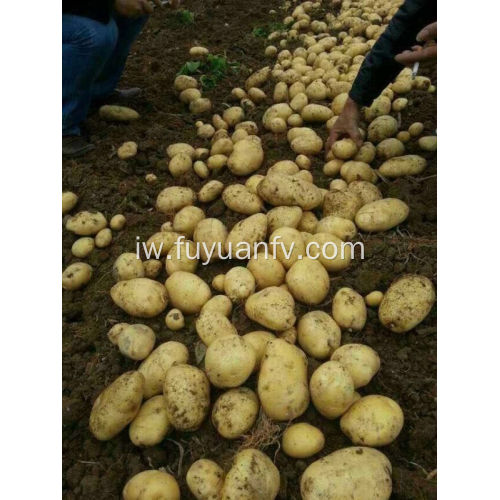 תפוחי אדמה באיכות גבוהה tengzhou